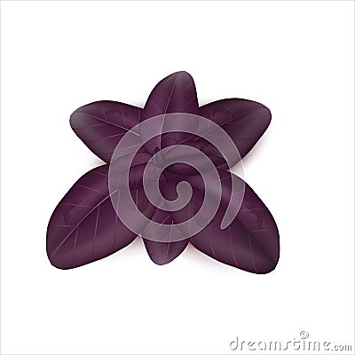 Purple fine-leaved basil Vector Illustration