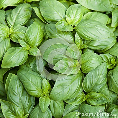 Basil Stock Photo