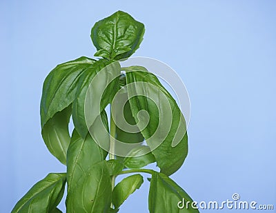 Basil Basilicum plant over blue sky Stock Photo