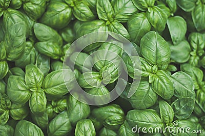 Basil Stock Photo