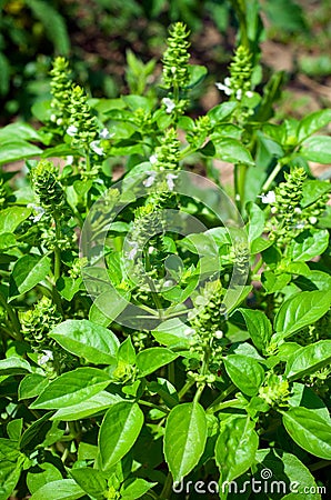 Basil Stock Photo