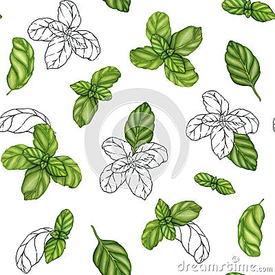 Basil drawing seamless pattern. Isolated plant with leaves background. Herbal watercolor illustration. Detailed organic Cartoon Illustration