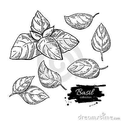 Basil drawing set. Isolated plant with leaves. Vector Illustration