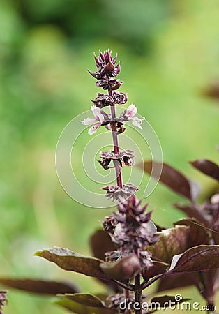 basil Stock Photo