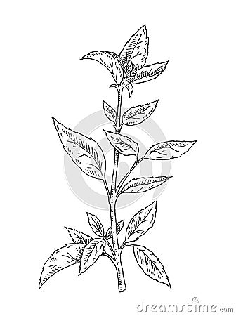 Basil fresh branch with leaves. Vintage hatching monochrome black illustration Vector Illustration