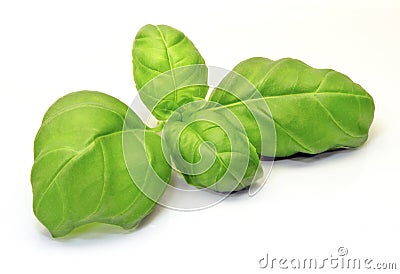 Basil Stock Photo