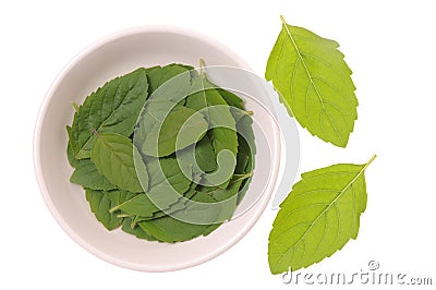 Basil fresh leaves Stock Photo