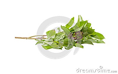 Basil Stock Photo