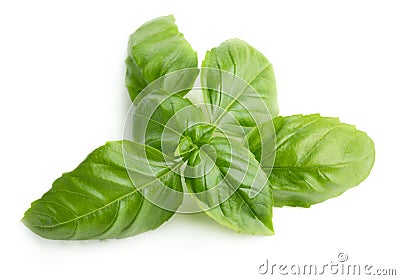 Basil Stock Photo