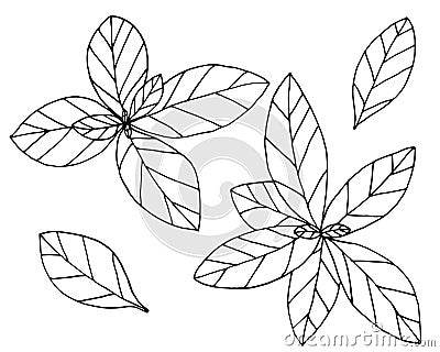 Basil hand drawn isolated on white background, set. Plant with leaves, spice for food. Vector illustration Vector Illustration