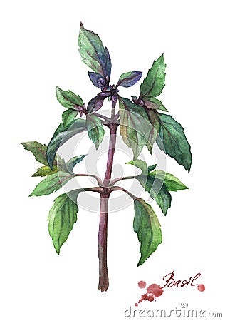 Basil. Hand drawn watercolor painting Stock Photo