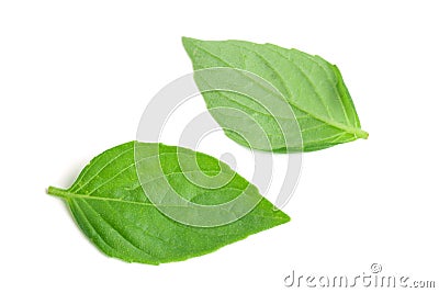 basil herb leaves isolated on white background closeup Stock Photo