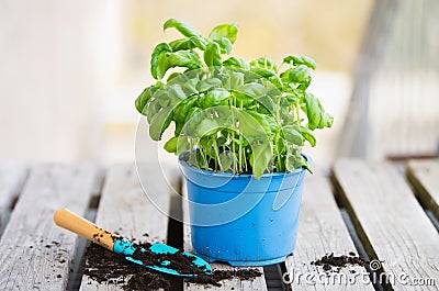 Basil herb with shovel, repot plant in spring, gardening and planting season, growing herbs in the garden Stock Photo