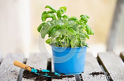 Basil herb with shovel, repot plant in spring, gardening and planting season, growing herbs in the garden Stock Photo