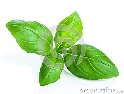 Basil isolated Stock Photo