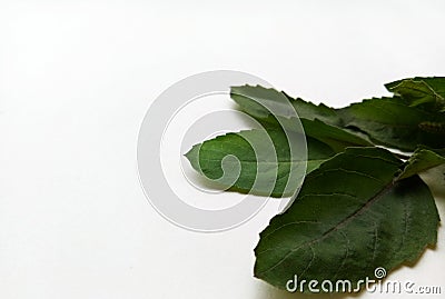 Basil Leaf Stock Photo