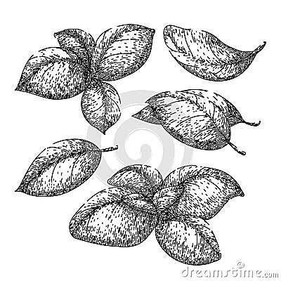 basil leaf herb set sketch hand drawn vector Vector Illustration