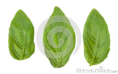 Basil leaves Stock Photo