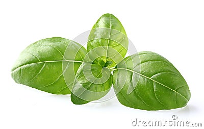 Basil leaves in closeup Stock Photo