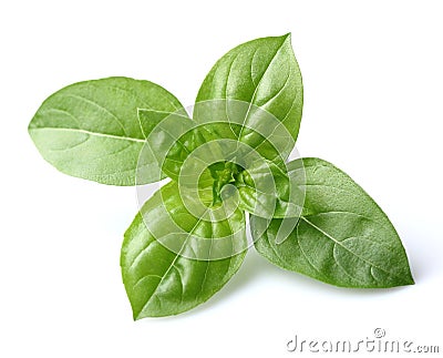 Basil leaves Stock Photo