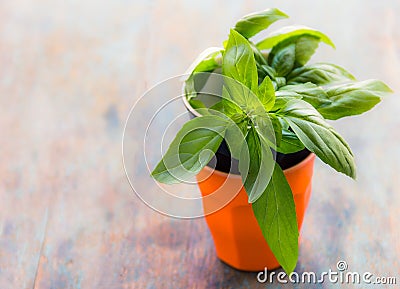 Basil Leaves Stock Photo