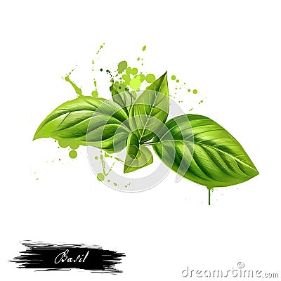 Basil leaves graphic illustration. Basil or Ocimum basilicum, also called great basil or Saint-Joseph's-wort. Culinary herb of th Cartoon Illustration