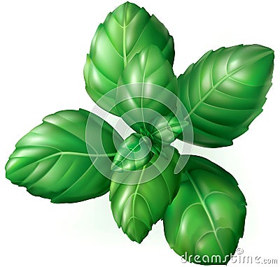 Basil leaves Vector Illustration