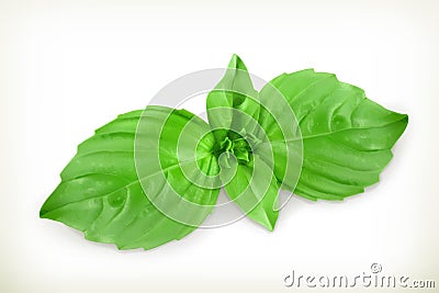 Basil leaves illustration Vector Illustration