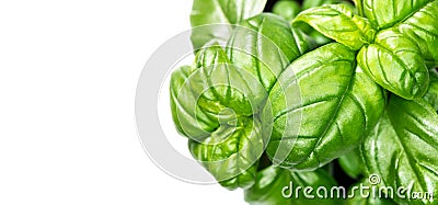 Basil leaves isolated on white background. Green basil growing. Fresh Flavoring. Nature healthy food Stock Photo