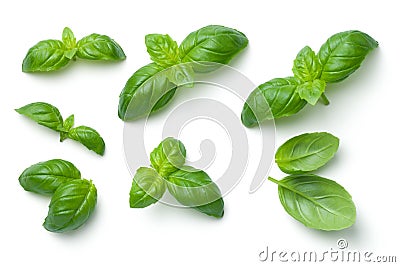 Basil Leaves Isolated on White Background Stock Photo