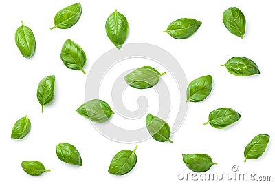 Basil Leaves Isolated on White Background Stock Photo