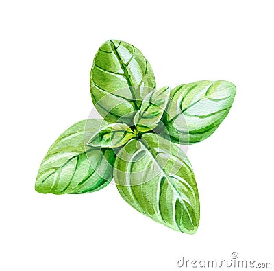 Basil leaves isolated on white watercolor illustration Cartoon Illustration