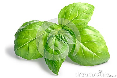 Basil O. basilicum leaves, top, paths Stock Photo