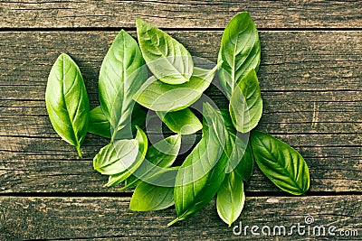 Basil leaves Stock Photo