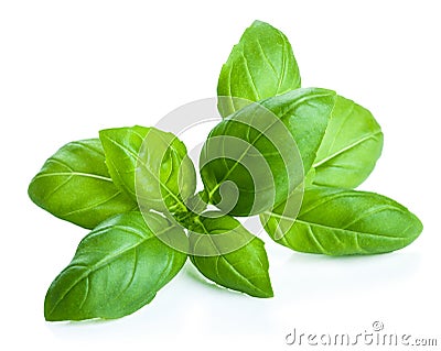 Basil leaves Stock Photo