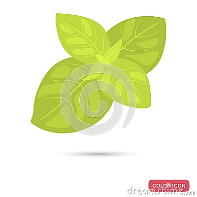 Basil leaves spice color flat icon Vector Illustration