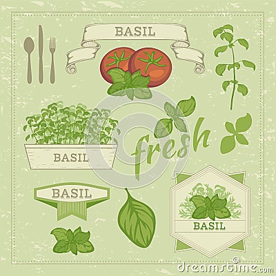 Basil leaves and tomato Vector Illustration