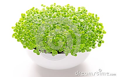 Basil microgreens in white bowl, front view, over white Stock Photo