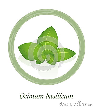 Basil Ocimum Basilicum Culinary Herb Logo Vector Illustration