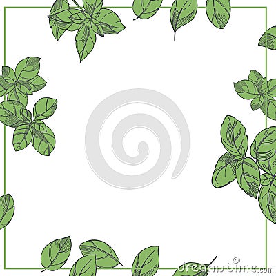 Basil. Ocimum basilicum. Vector background Vector Illustration