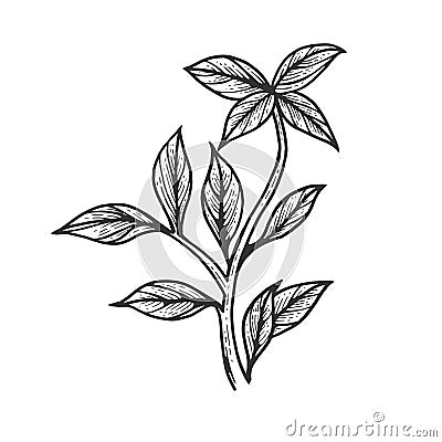 Basil ocimum spice sketch engraving vector Vector Illustration