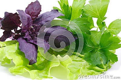 Basil, parsley and lettuce Stock Photo