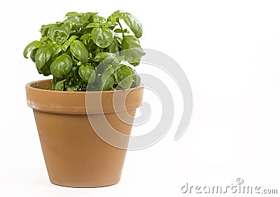 Basil Plant Stock Photo