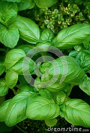 Basil plant Stock Photo