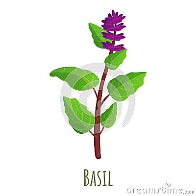Basil plant icon, cartoon style Vector Illustration