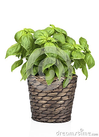 Basil Plant in Pot Stock Photo