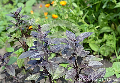 Basil: Planting, Growing, and Harvesting Basil Leaves Stock Photo