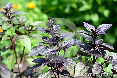 Basil: planting, growing, and harvesting basil leaves. Close up on organic fresh purple basil leaves. Stock Photo