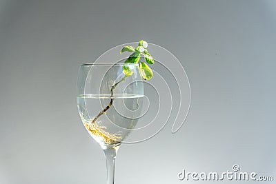 Basil with roots in water in wine galss. Many roots in water. new life concept. plant growing. Hope. text space Stock Photo