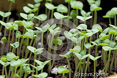 Image result for images of seedlings